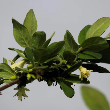 Powierzowka Séjour à la ferme *