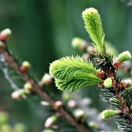 Vakantieboerderij Powierzowka Leśna