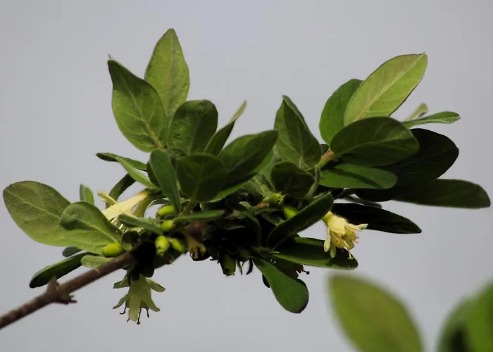 Powierzowka Фермерский дом *