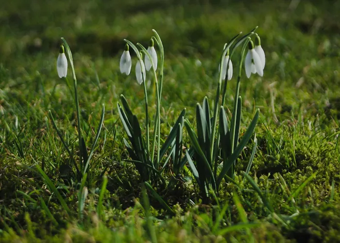 Фермерский дом Powierzowka Лесьна